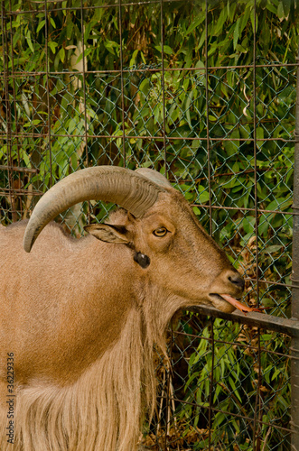 caprone photo