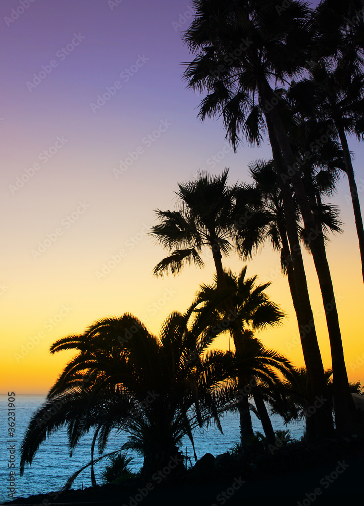 Palm trees silhouette