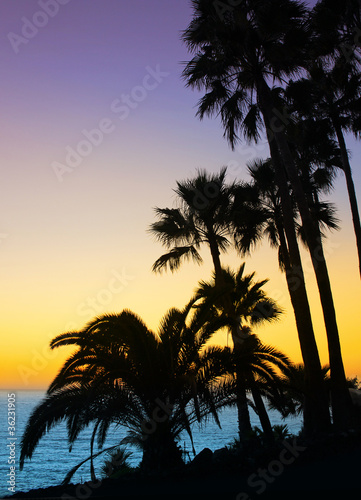 Palm trees silhouette