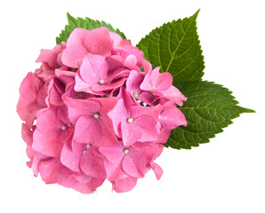 Leinwandbilder Hortensie Rosa Hortensie mit zarten Blütenblättern  © Es75