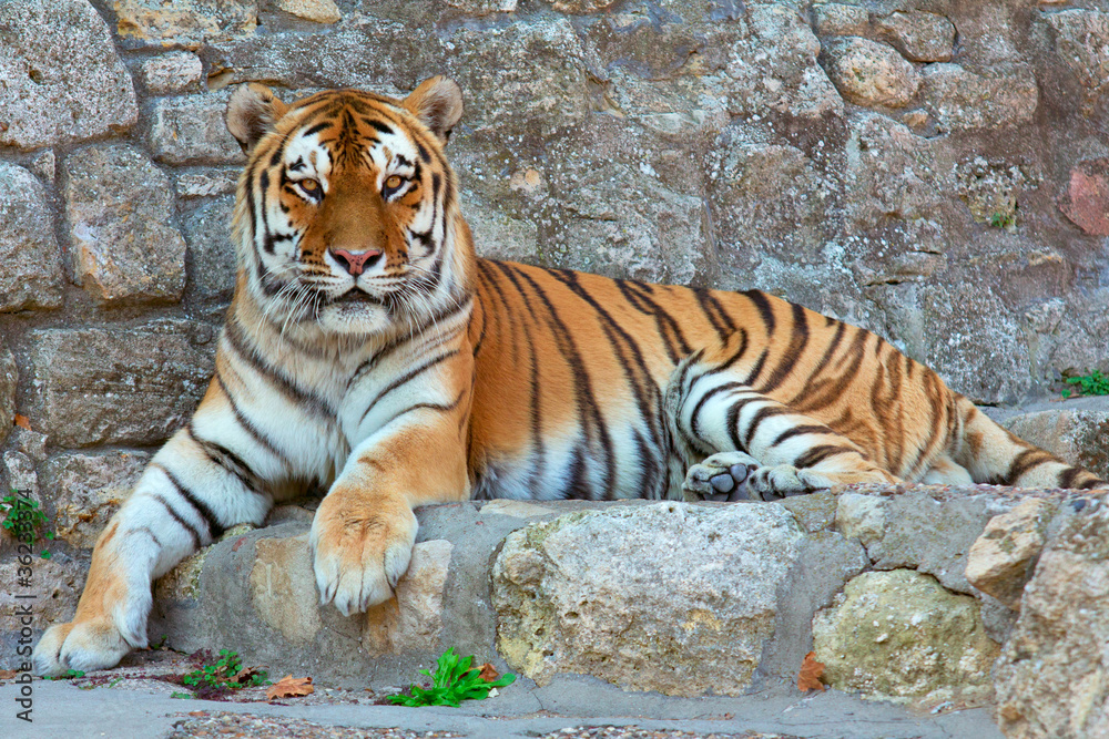 Fototapeta premium Laying Tiger