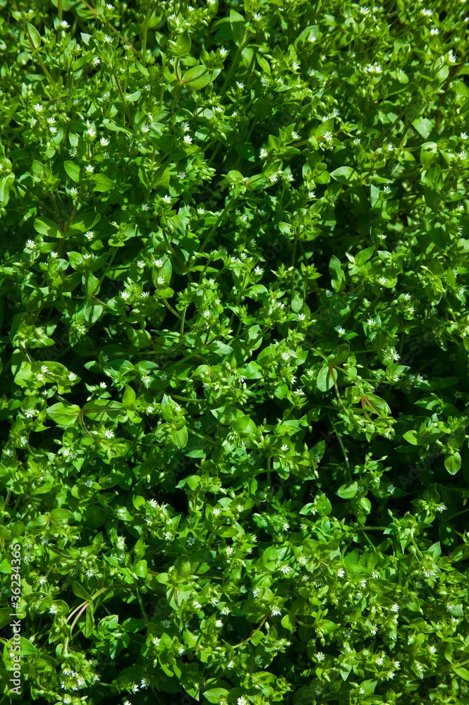 background[grass]_03