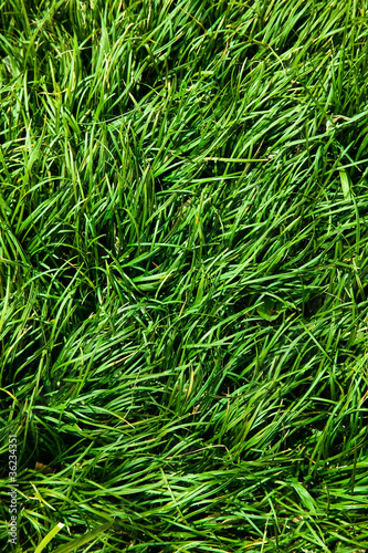 background[grass]_01