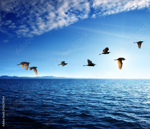 birds and caribbean sea