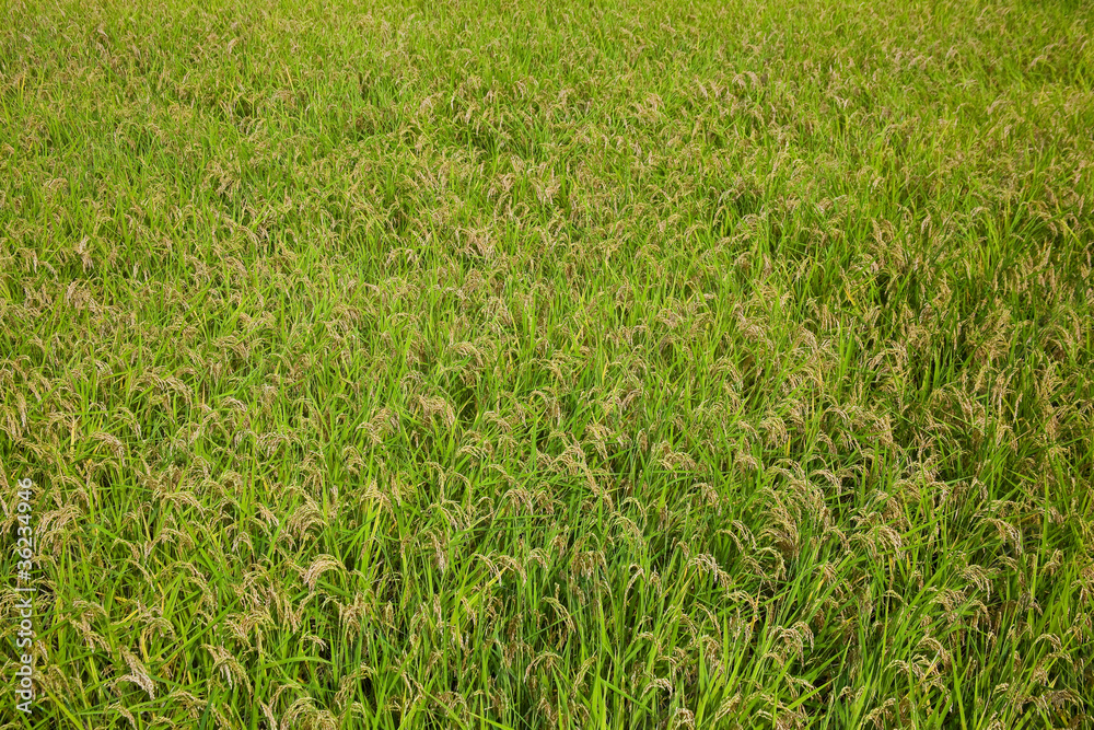 background[rice_paddy]_01