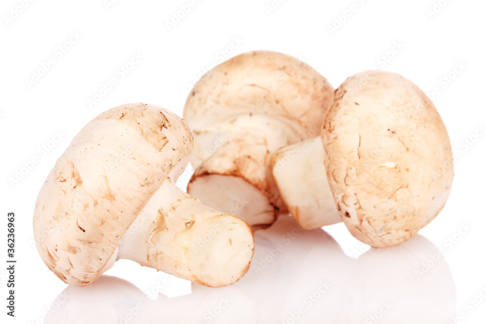mushroom isolated on white mushroom isolated on white