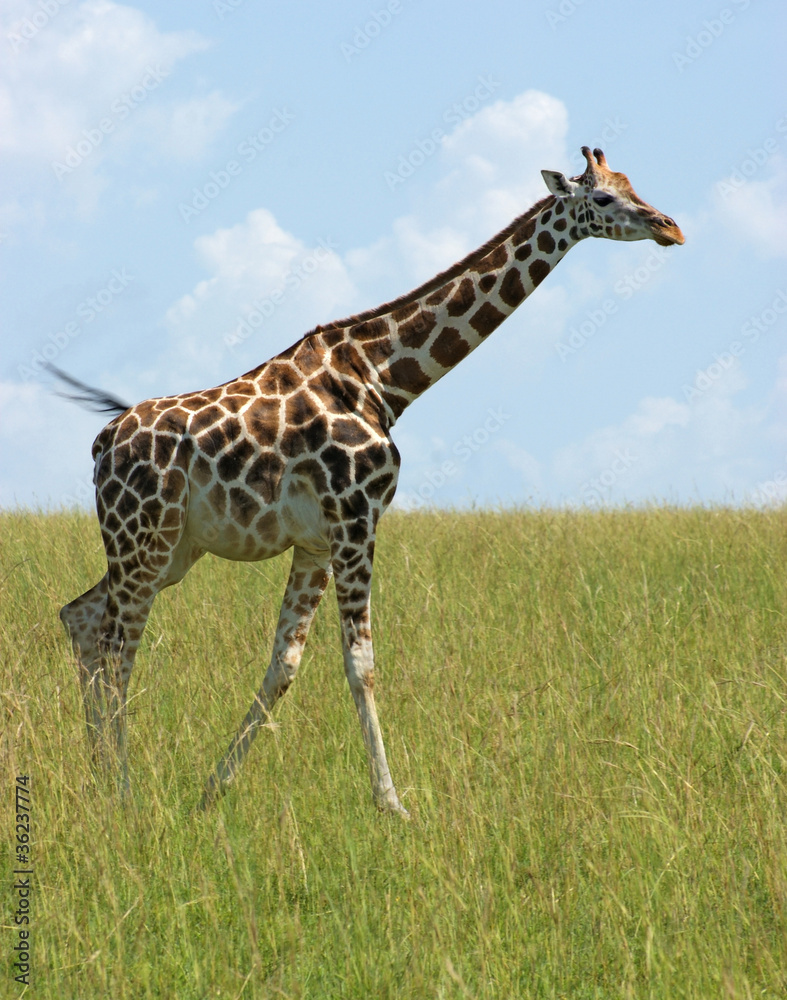 Giraffe in Uganda
