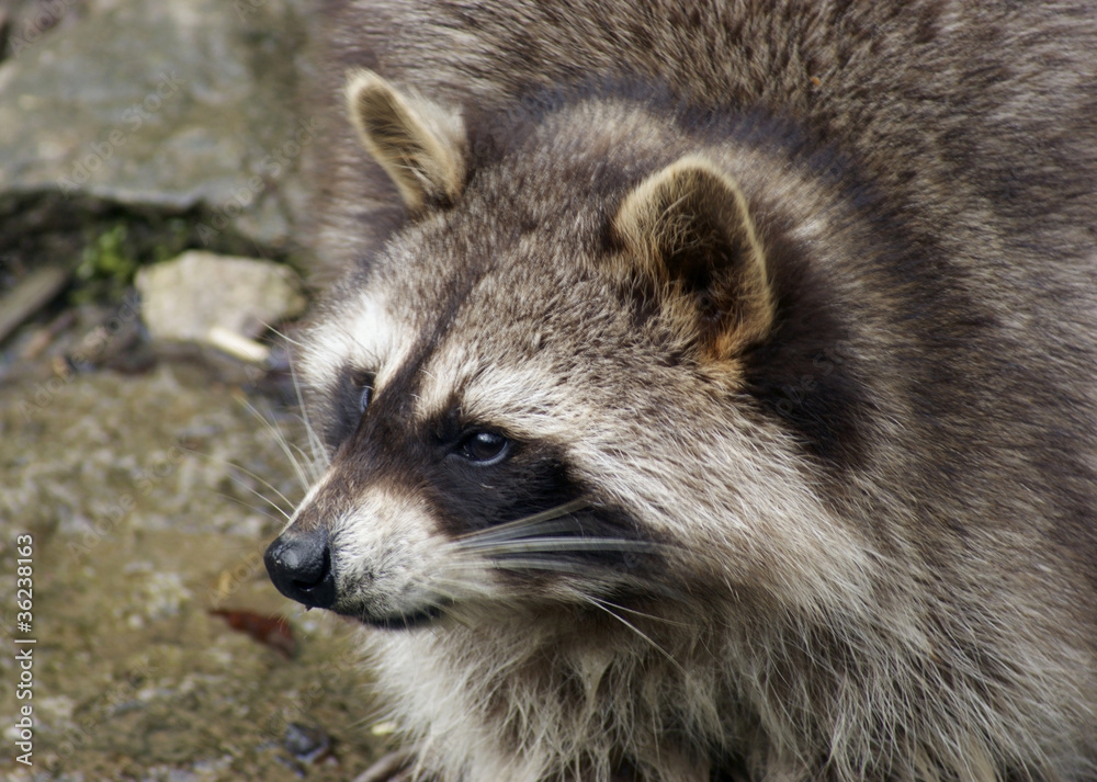 Raccoon and water