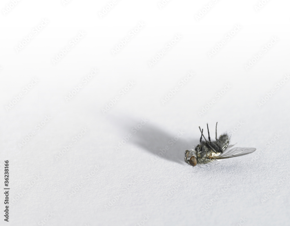 Fototapeta premium dead fly in light back