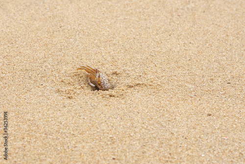 A crab coming out from a burrow