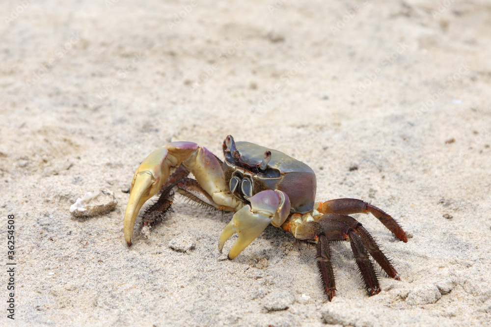 A beautiful multicolor crab crawling on sand