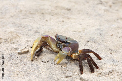 A beautiful multicolor crab crawling on sand