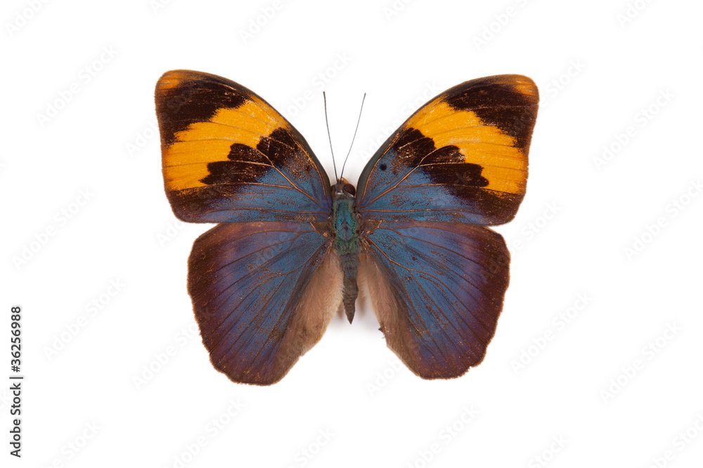 Blue and yellow butterfly Euphaedra neophron isolated