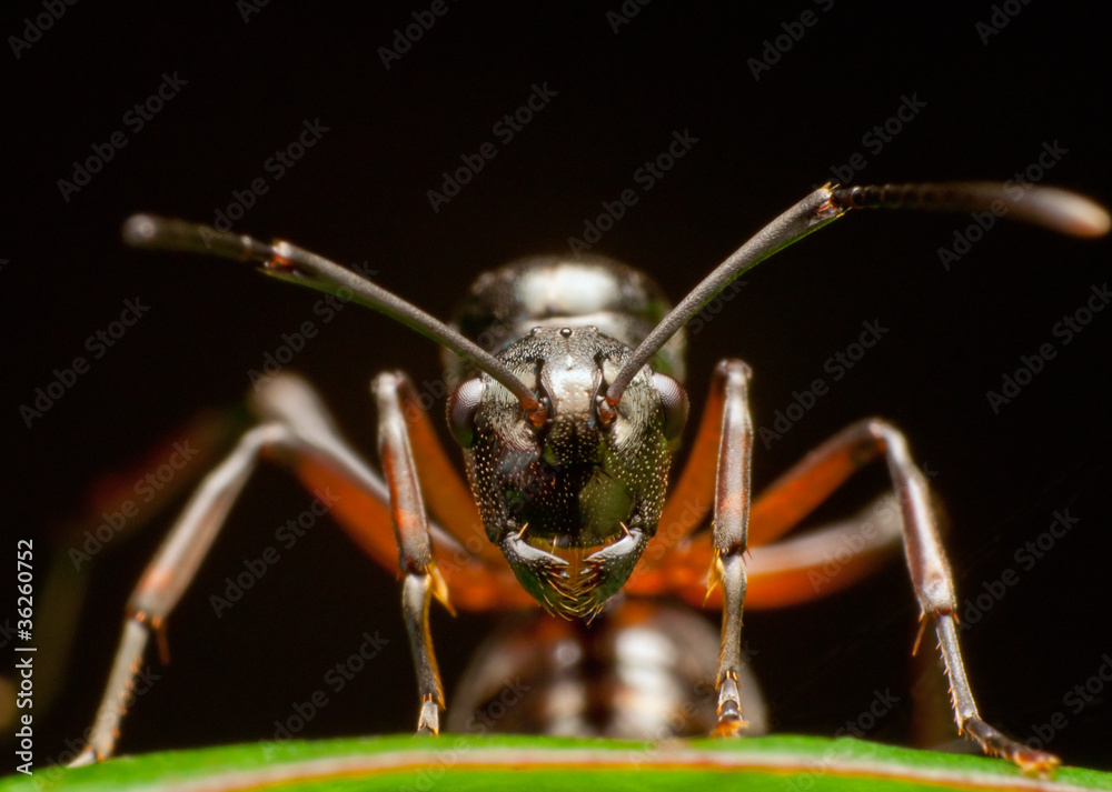 Ant Ant