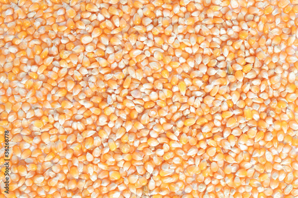 corn seed corn seed