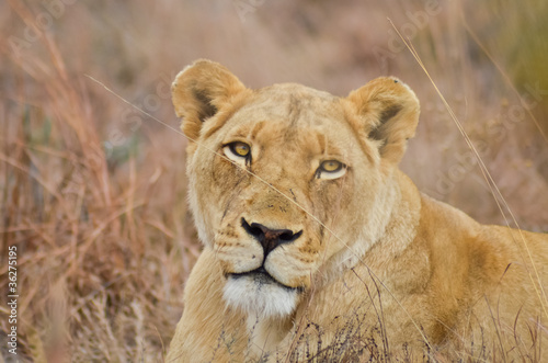 Portrait de Lionne