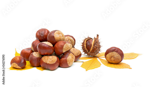 Autumn still life - fruit and leaves of chestnut. photo