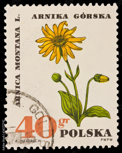 Poland - CIRCA 1966: A.HEIDRICH, Arnica Montana L. Arnika Gorska photo
