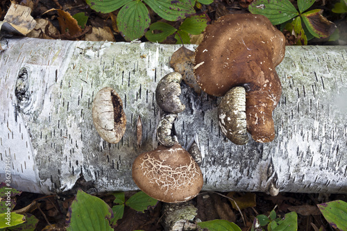 Birch polypore mushroom photo