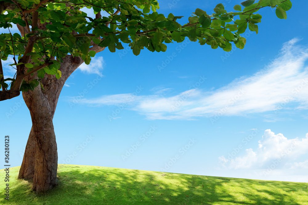 Fototapeta premium green field and tree