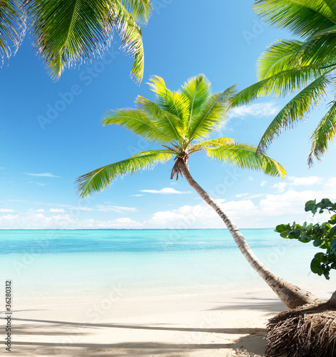 palms on Caribbean beach