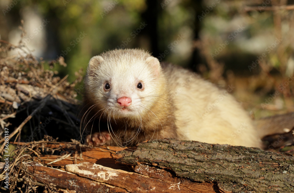 Ferret in autumn forest