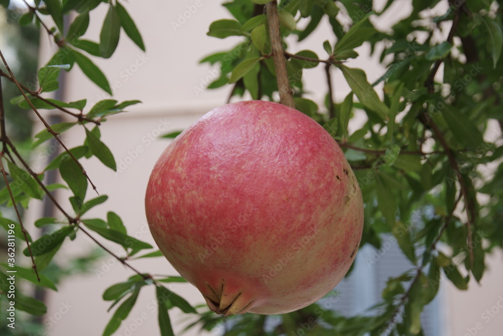 closeup of pomegranate fruit