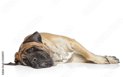 Sleepping mastiff dog