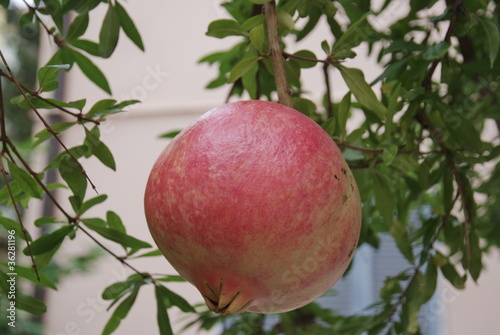 closeup of pomegranate fruit