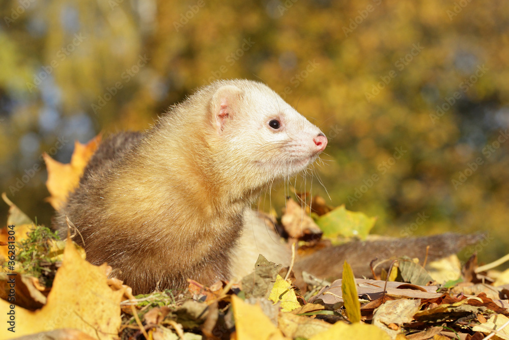 Ferret play with yellow autumn leaves Ferret play with yellow autumn leaves