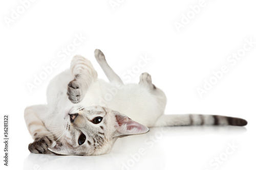 Fototapeta Naklejka Na Ścianę i Meble -  Oriental Blue point siamese cat playing