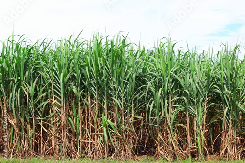 sugarcane plantation