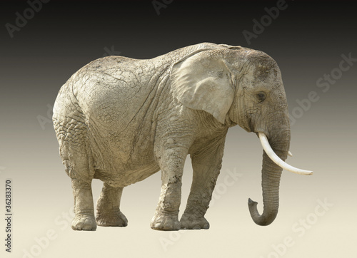 african elephant