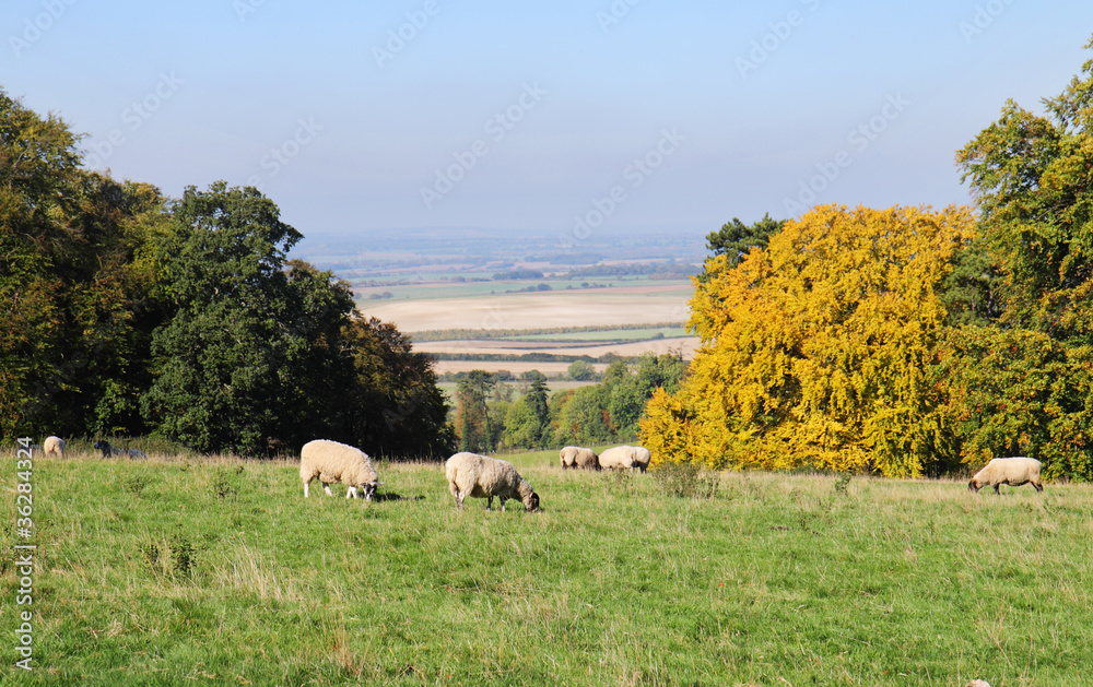An English Rural Landscape in the Chiltern Hills An English Rural Landscape in the Chiltern Hills