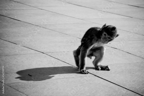 Baby macaco