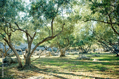 Olive trees grove