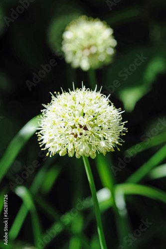 Fleur d ail des ours  Allium ursinum 