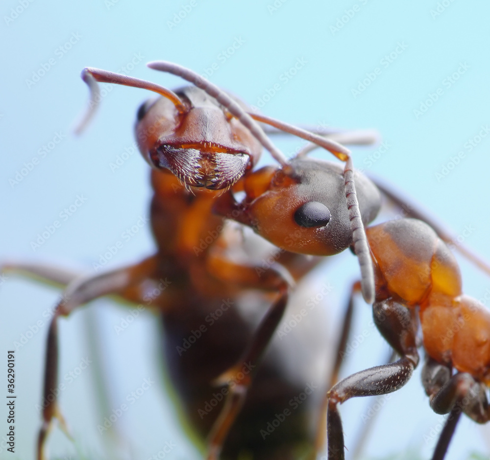 tender greetings of ants formica rufa tender greetings of ants formica rufa