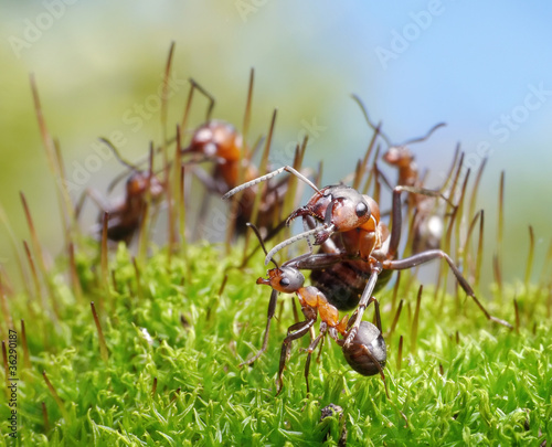 ants formica rufa protect little ones