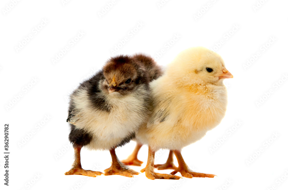 small chicks small chicks