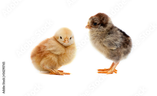 small chicks