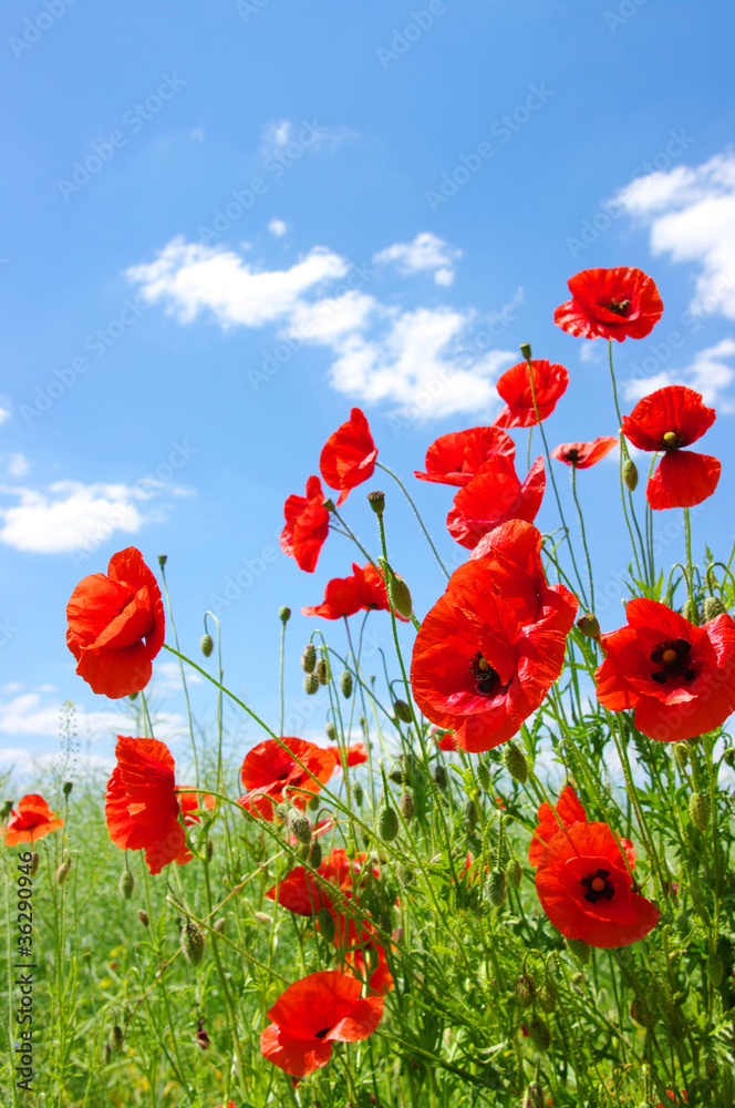 Obraz premium red poppies