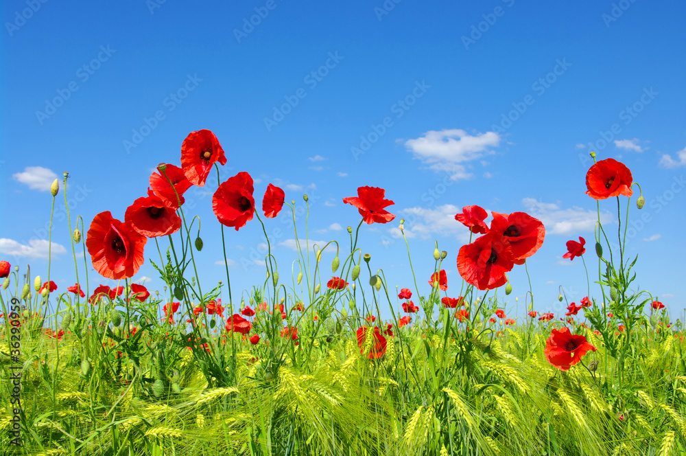Obraz premium red poppies
