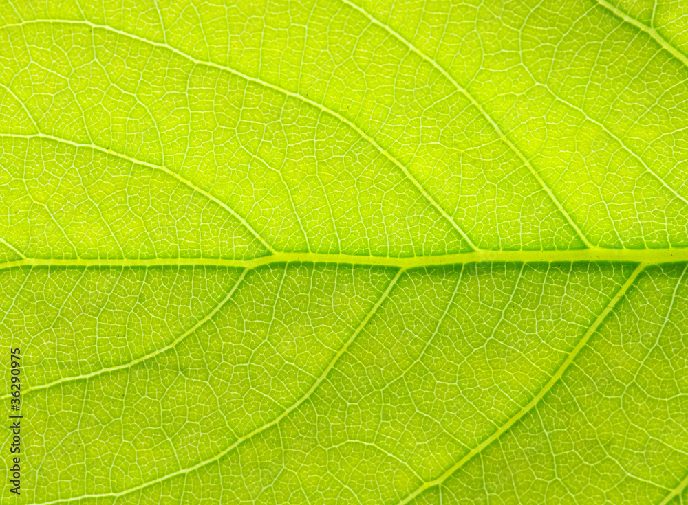 leaf texture leaf texture