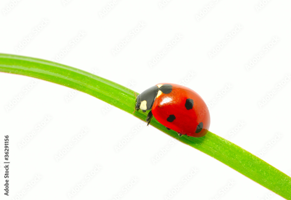Fototapeta premium ladybug