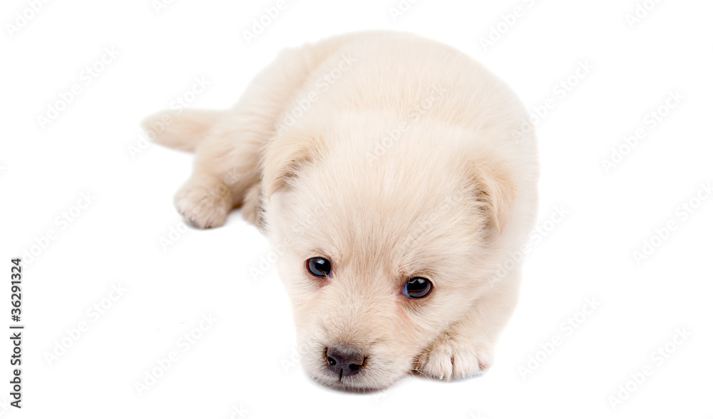 beige puppy beige puppy