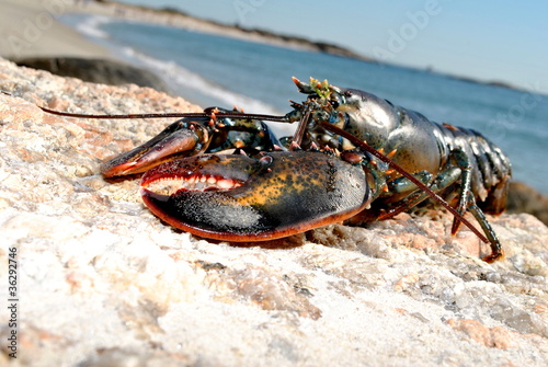 Fotótapéta Beach Lobster