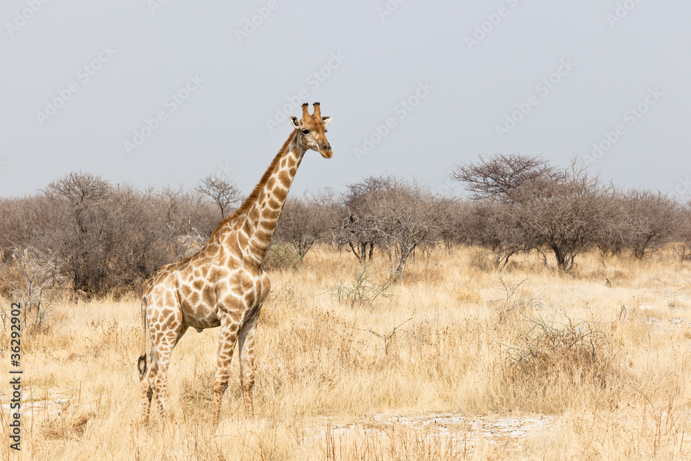 Obraz premium Giraffe im Etosha