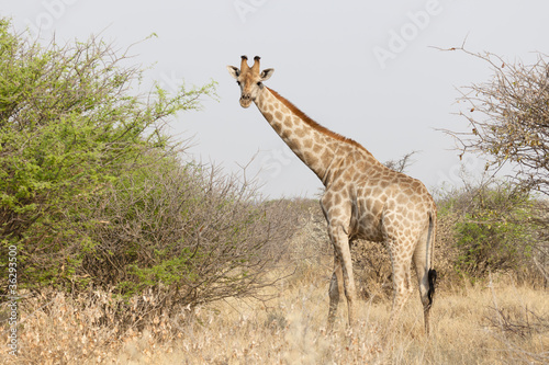 Giraffe im Etosha