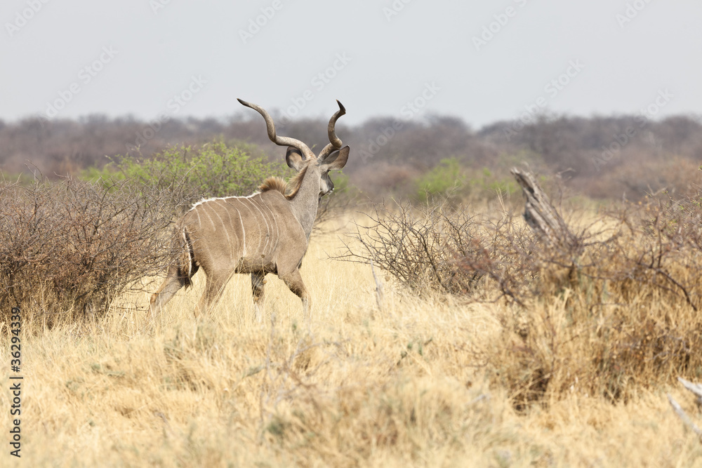 Naklejka premium Kudu im Gras vom Etosha Nationalpark